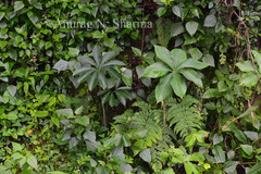 Arisaema leschenaultii